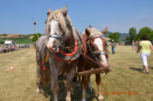 201406292344150.20140628_furmanske_preteky_031