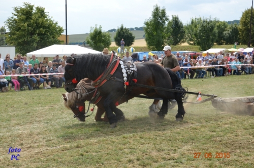 201506300048510.furmanske_504