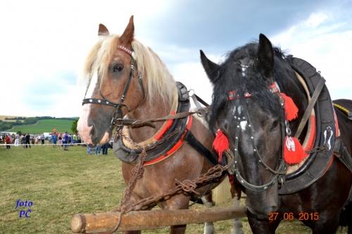 201506300048510.furmanske_683