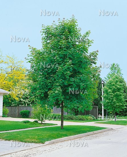 201910190837430.acer-platanoides-emerald-queen